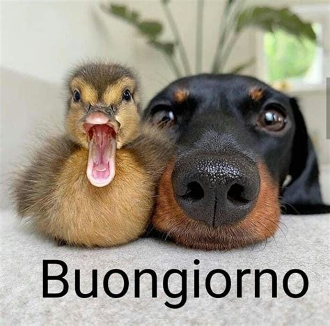 immagini buongiorno divertenti|buongiorno animali simpatici.